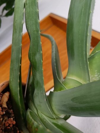 AloeVera - Blätter unten verdünnen