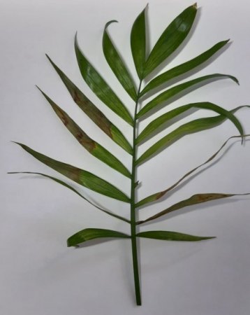 Kranke Bergpalme