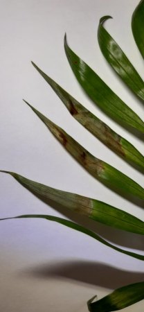 Kranke Bergpalme