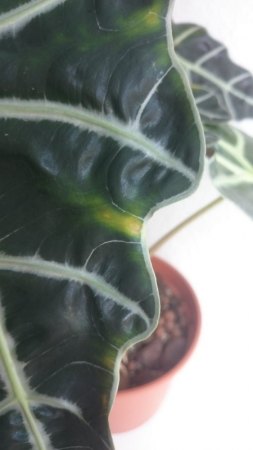Ältere Blätter von Alocasia bekommen Flecken