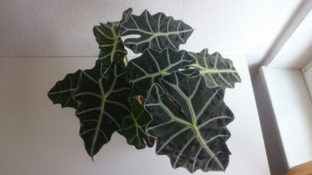Ältere Blätter von Alocasia bekommen Flecken