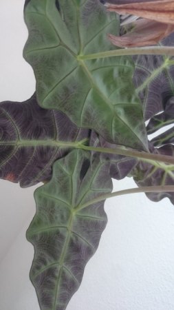 Ältere Blätter von Alocasia bekommen Flecken