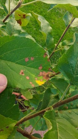 Apfelbaum Blätter (Elstar) mit rotbraunen Flecken