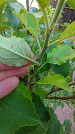 Apfelbaum Blätter (Elstar) mit rotbraunen Flecken