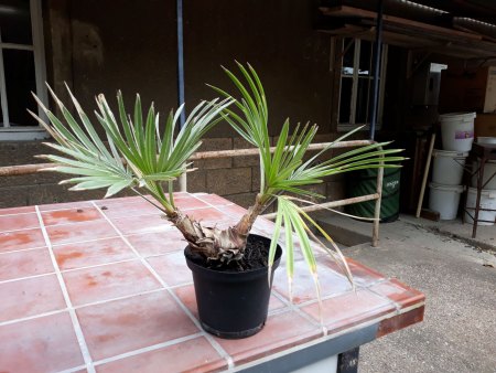 welche Palme ist das