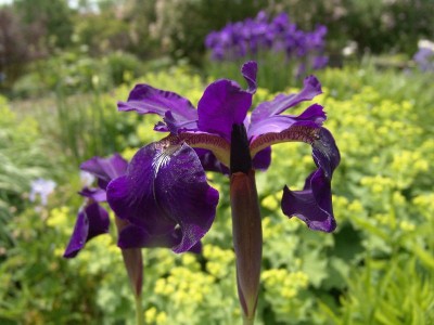 iris_sibirica_tealwood2.jpg