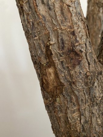 Hilfe: Geigenfeige hat alle Blätter verloren und komische weiße Fäden am Stamm