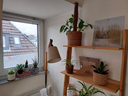 Efeutute Blattschäden