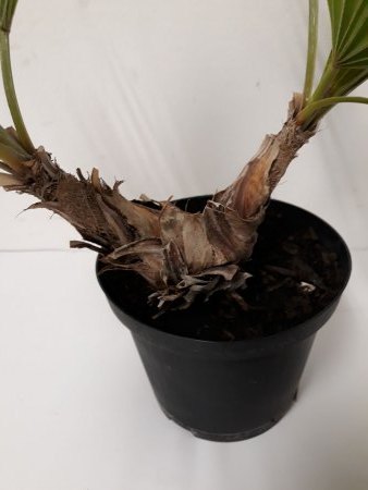 welche Palme ist das
