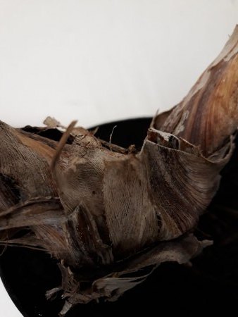 welche Palme ist das