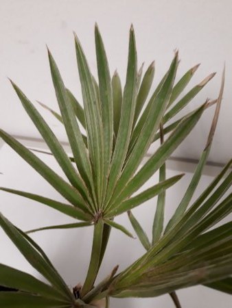 welche Palme ist das