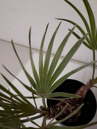 welche Palme ist das