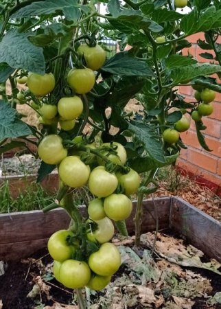 Tomaten - Paradeiser - Solanum lycopersicum