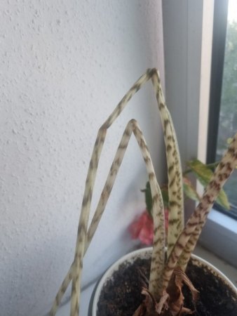 Junge Blätter knicken ab