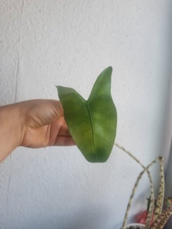 Junge Blätter knicken ab