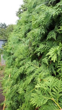 Bitte um Hilfe zur Verlängerung bzw. zum Rückschnitt einer Thuja- Hecke