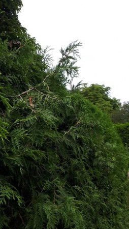 Bitte um Hilfe zur Verlängerung bzw. zum Rückschnitt einer Thuja- Hecke