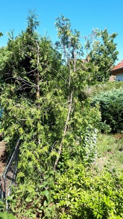 Bitte um Hilfe zur Verlängerung bzw. zum Rückschnitt einer Thuja- Hecke