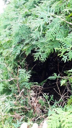 Bitte um Hilfe zur Verlängerung bzw. zum Rückschnitt einer Thuja- Hecke