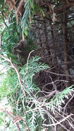 Bitte um Hilfe zur Verlängerung bzw. zum Rückschnitt einer Thuja- Hecke