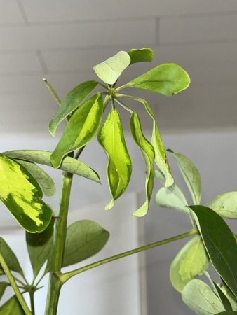 Schefflera schaut komisch aus