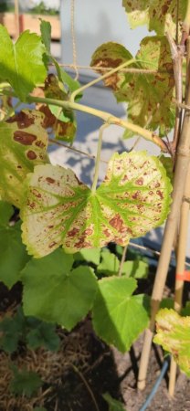 Weinblätter verfärben sich - unklare Diagnose