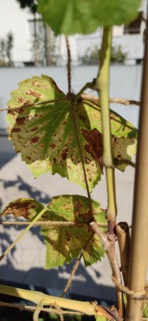 Weinblätter verfärben sich - unklare Diagnose