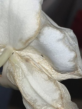 Orchidee macht Probleme
