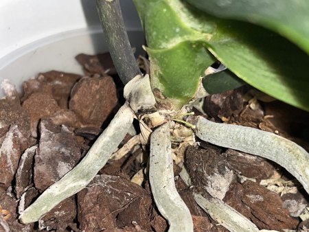 Orchidee macht Probleme