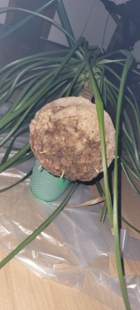 Wurzelballen von unten
