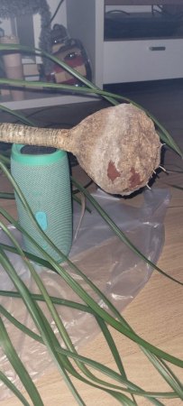 Wurzelballen von der Seite