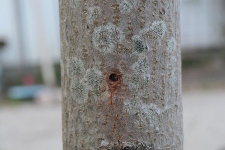 Hilfe! Bohrloch im Ahorn (Acer platanoides Globosum)