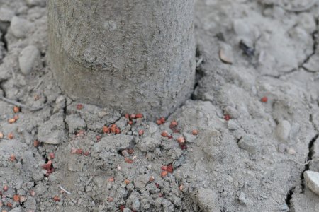 Hilfe! Bohrloch im Ahorn (Acer platanoides Globosum)