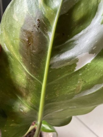 Schaden 2  Unterseite Blatt