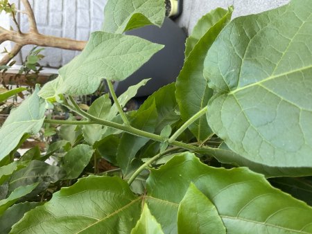Ungeplanter Untermieter