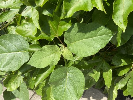 Ungeplanter Untermieter