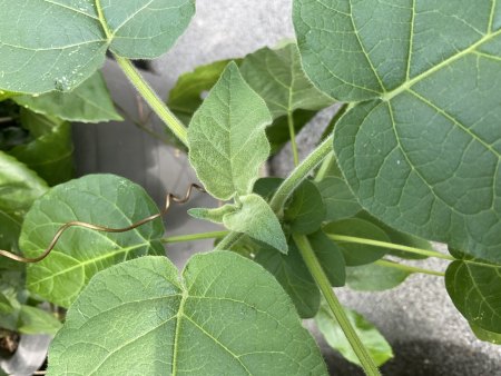 Ungeplanter Untermieter