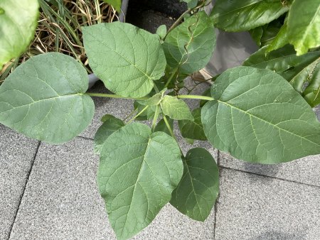 Ungeplanter Untermieter