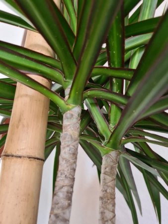 Gerundeter Drachenbaum weiße Tierchen?