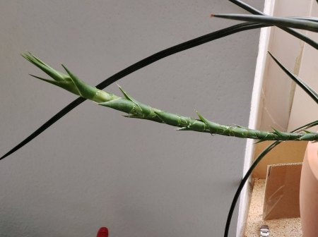 Unbekannte Zimmerpflanze (Sansevieria?)
