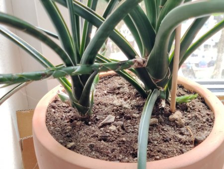 Unbekannte Zimmerpflanze (Sansevieria?)