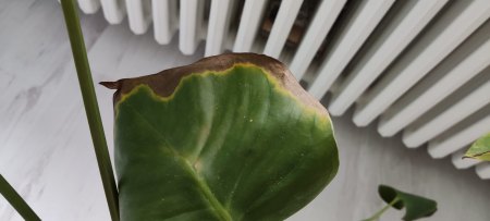 Monstera kränkelt, weiß jemand Rat