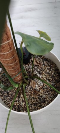 Monstera kränkelt, weiß jemand Rat