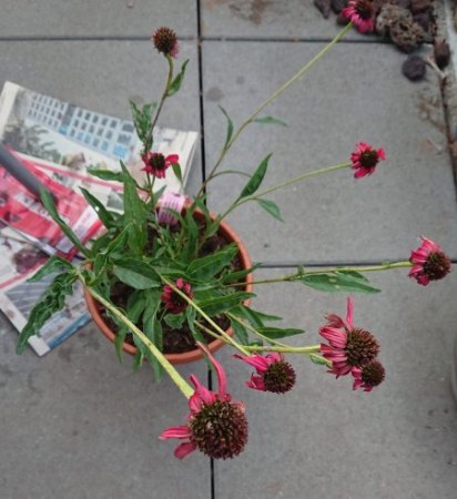 Sonnenhut blüht nicht richtig