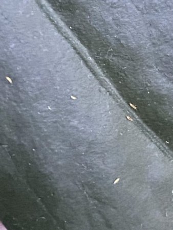 Braune & gelbe Flecken, Schädlinge
