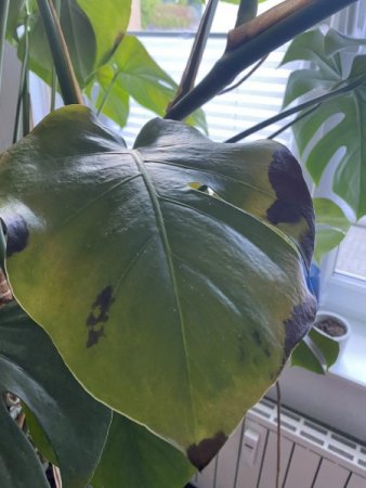 Braune & gelbe Flecken, Schädlinge