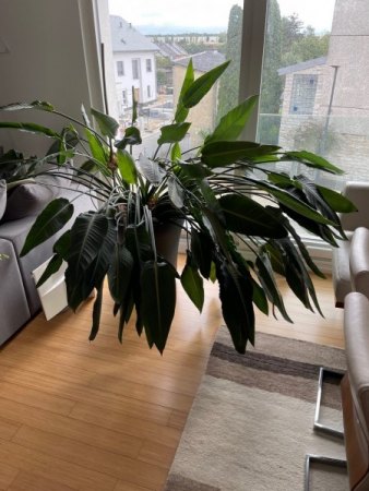 Strelitzia lässt Blättere hängen