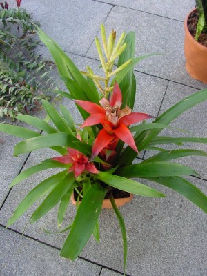 Bromelienmix.jpg
