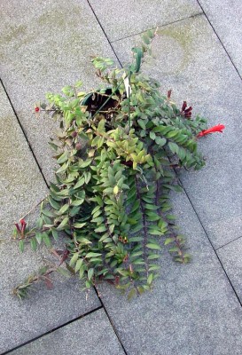Schamblume.jpg