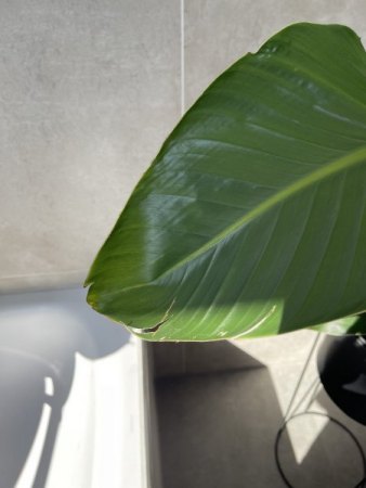 Strelitzie Risse und Braune spitzen